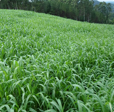 capim-sudao-2