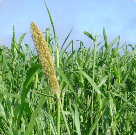 milheto-3
