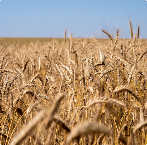triticale-brs-zenite-gd-2