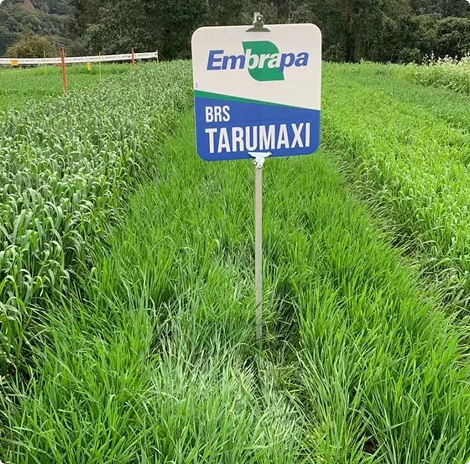 turumaxi-2